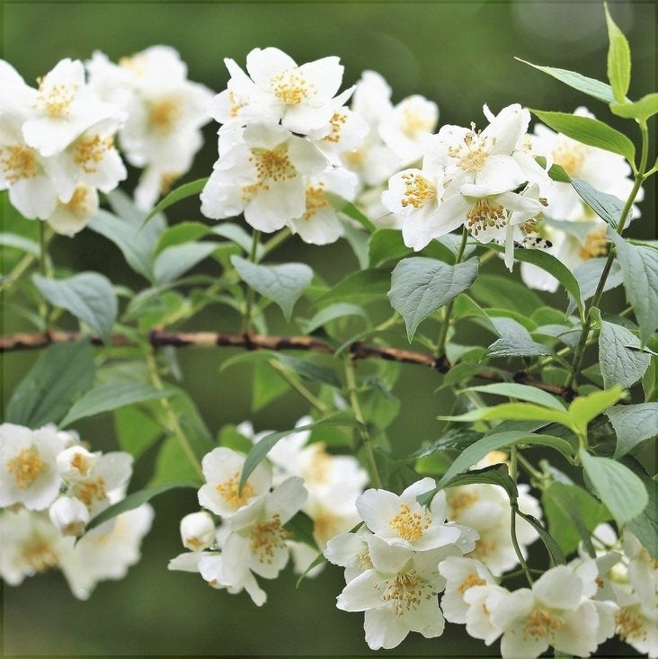 Ветвь жасмина садового Philadelphus coronarius с белыми цветами на зелёном фоне