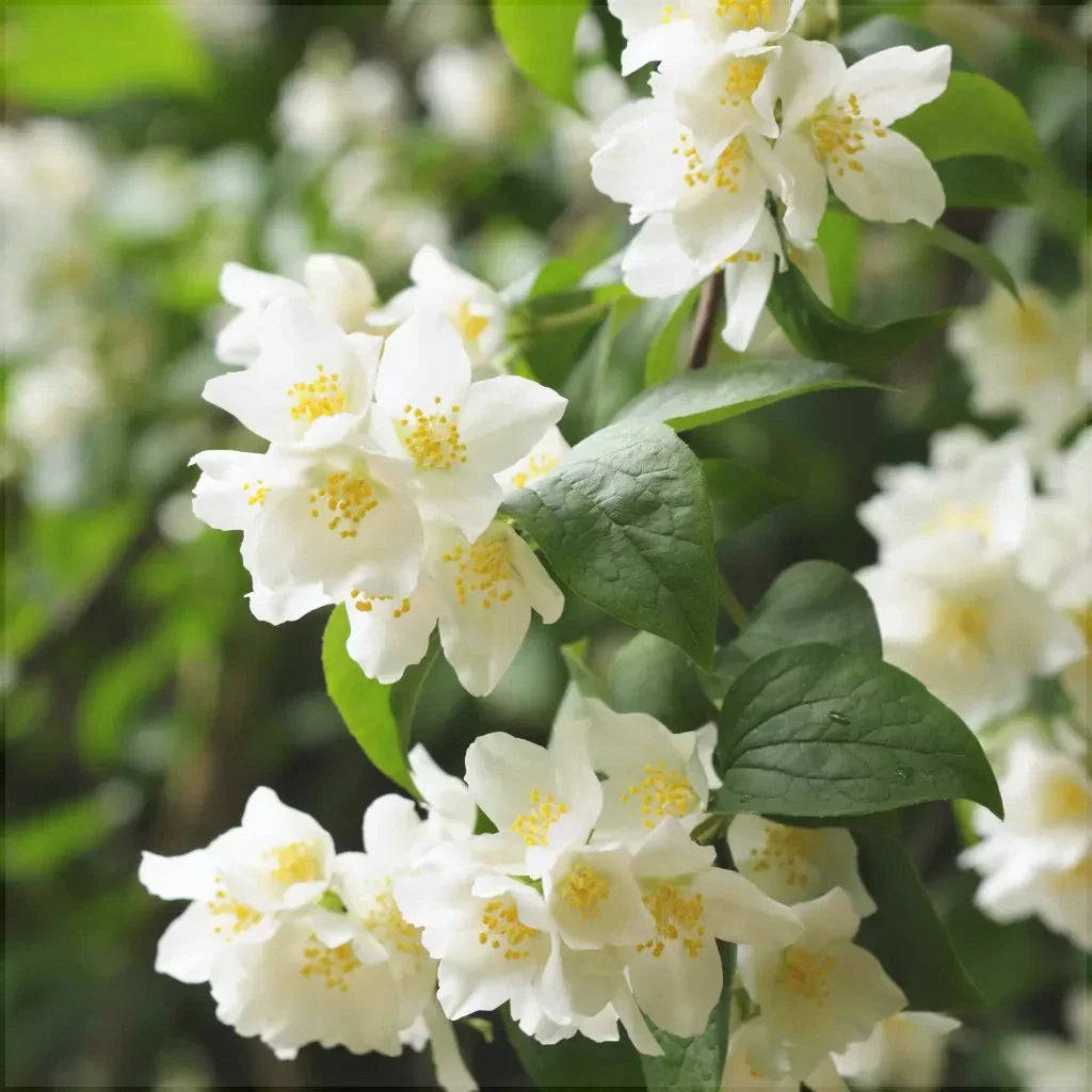 Белые цветы жасмина садового Philadelphus coronarius на зеленых листьях крупным планом