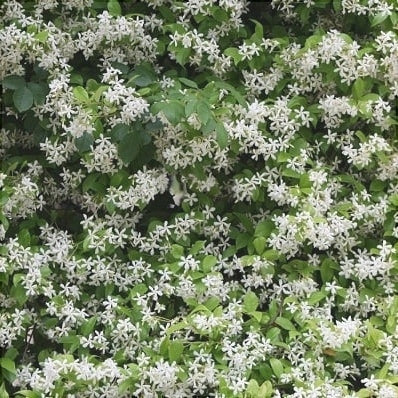 Ясмин садовый Philadelphus coronarius с белыми ароматными цветами на зелёных листьях