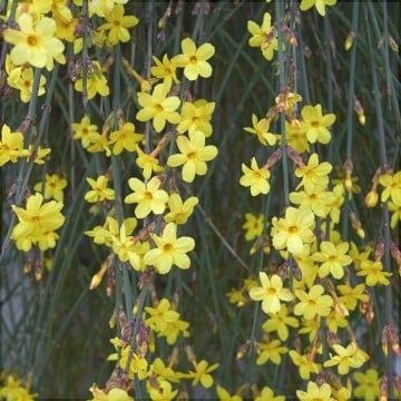Жасмин зимний, желтые цветы Jasminum nudiflorum на зеленых ветвях, крупный план