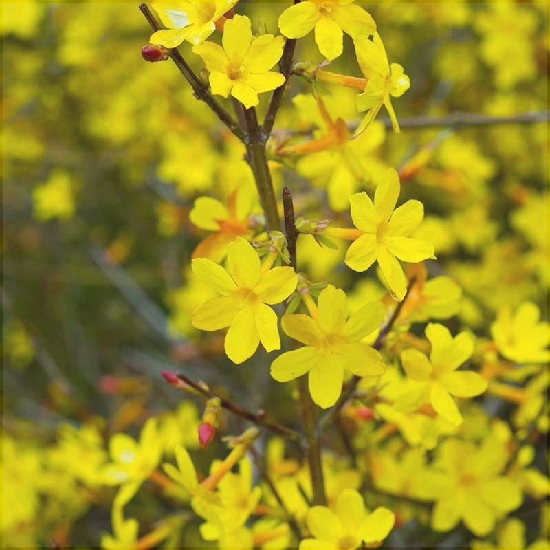 Ветвь жёлтого жасмина зимнего, Jasminum nudiflorum, крупный план цветков
