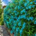 Iasomie Cățărătoare Turcoaz (Jasminum)