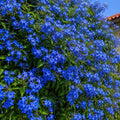 Iasomie Imperial Blue®