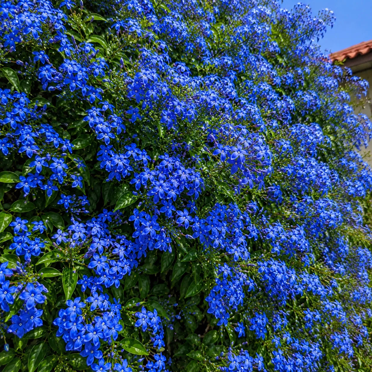 Iasomie Imperial Blue®