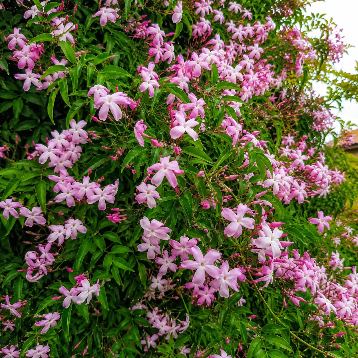 Iasomie Roz Cățărătoare "Pink Jasmine"
