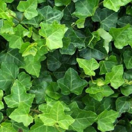Iedera "Hibernica", la Ghiveci de 3L, 1 Bucata