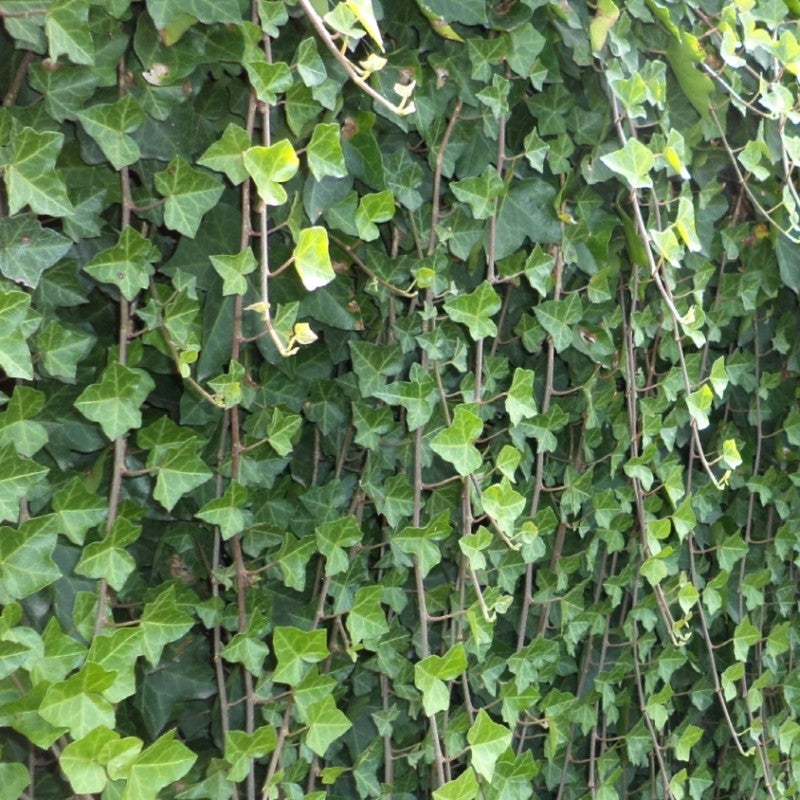 Плотные зеленые листья плюща Hedera hibernica, вечнозеленое вьющееся растение