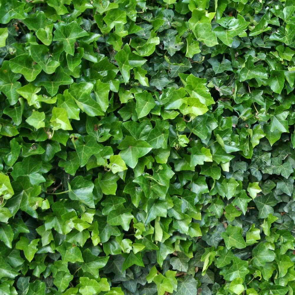Плотные зелёные листья плюща Hedera Hibernica, крупный план, растение для озеленения