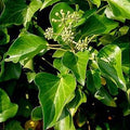 Плющ Hedera Hibernica с зелёными листьями и бутонами, растение в горшке, декоративное озеленение