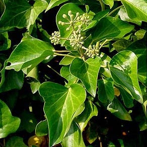 Плющ Hedera Hibernica с зелёными листьями и бутонами, растение в горшке, декоративное озеленение