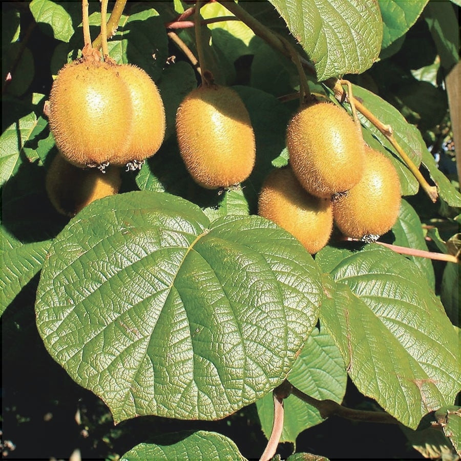 Kiwi "Jenny" (Actinidia deliciosa „Jenny”) la Ghiveci, 1 Bucată