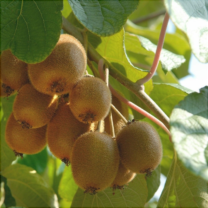 Плоды киви Дженни на ветке с зелёными листьями, зрелые и пушистые