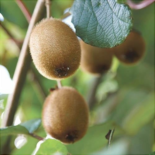 Kiwi "Jenny" (Actinidia deliciosa „Jenny”) la Ghiveci, 1 Bucată