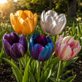 Lalele Queen Garden