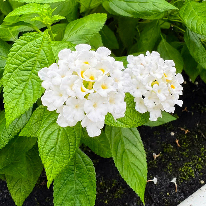 Mix Lantana 3 Bucati