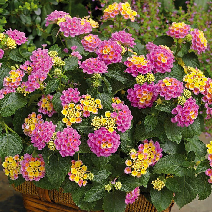 Lantana Roz