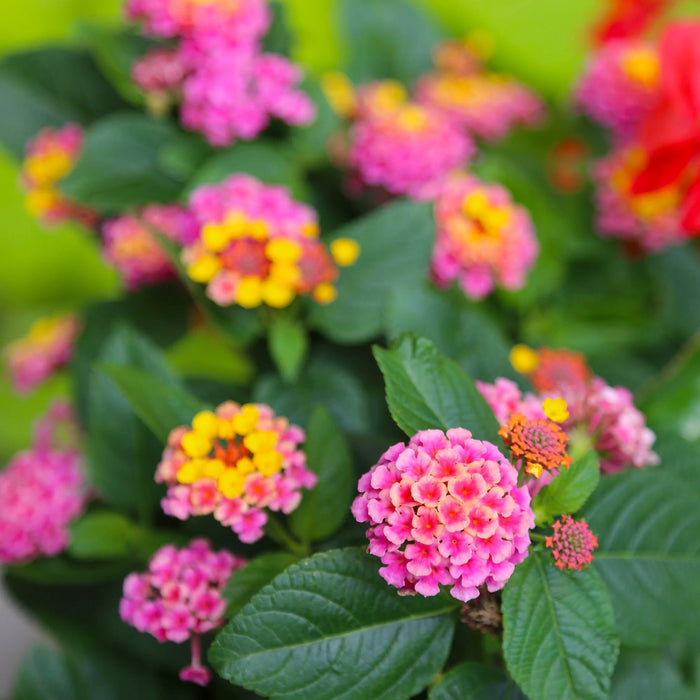 Lantana Roz