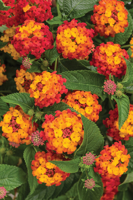 Lantana Portocalie