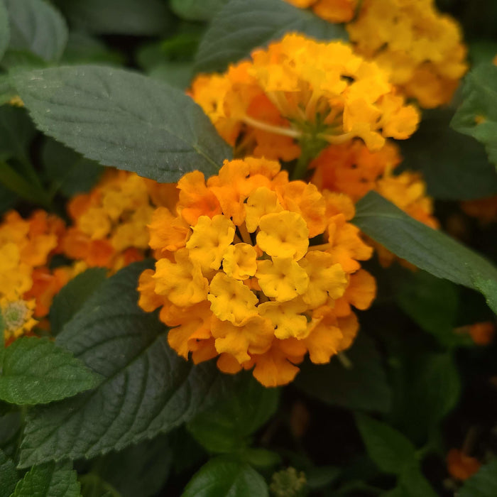 Lantana Portocalie