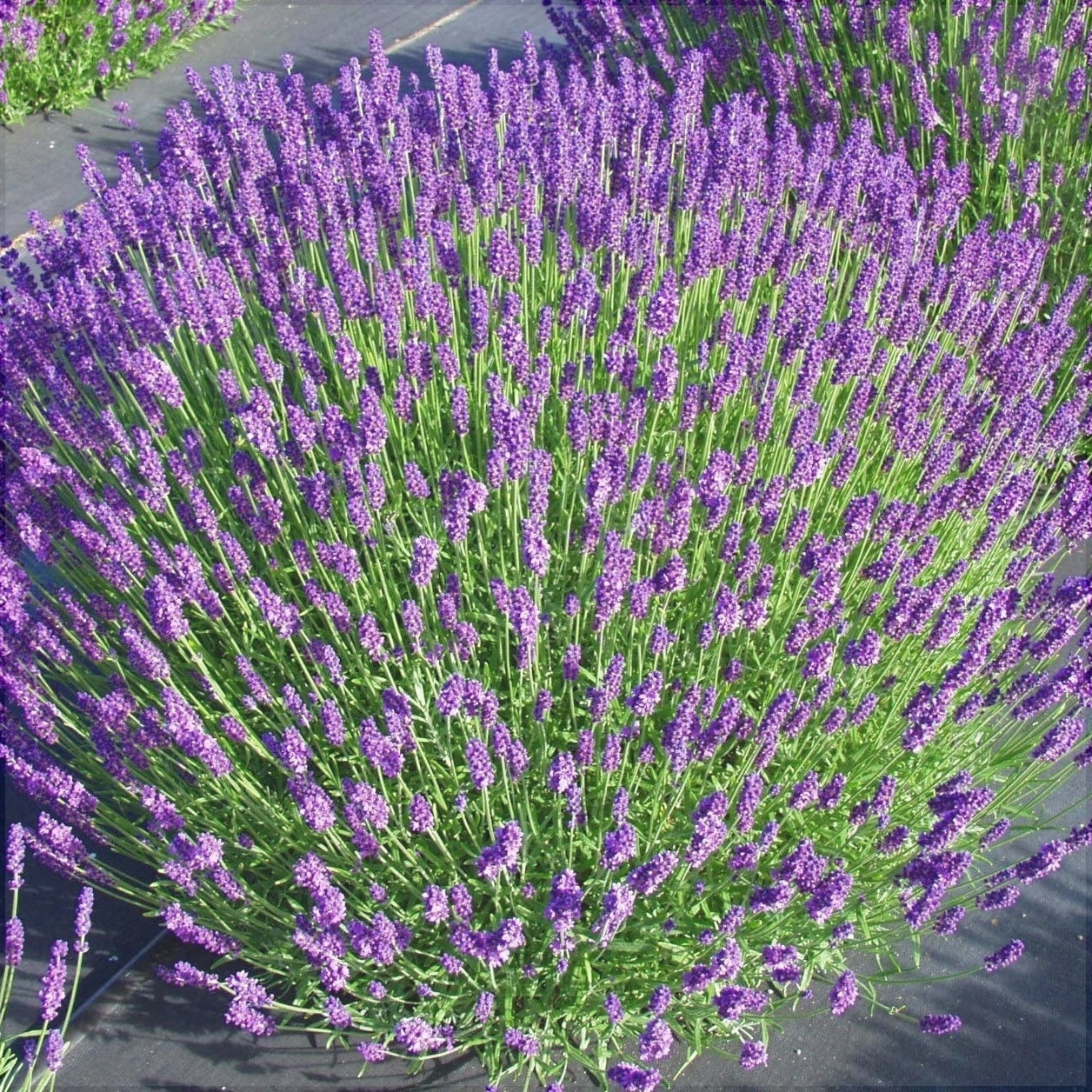 Lavanda Mov