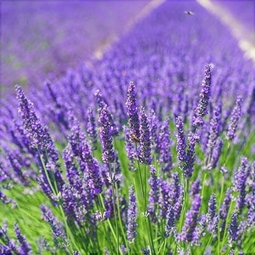 Lavanda Mov