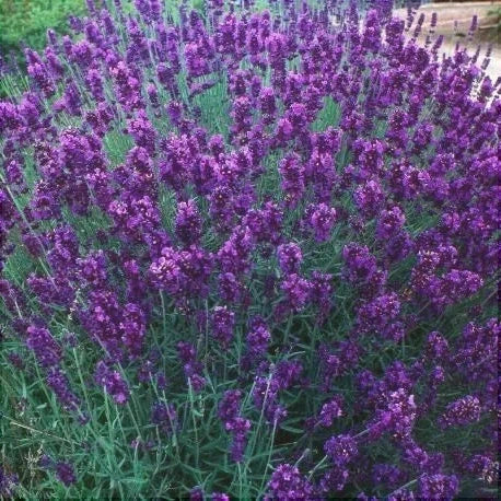 Lavanda Mov