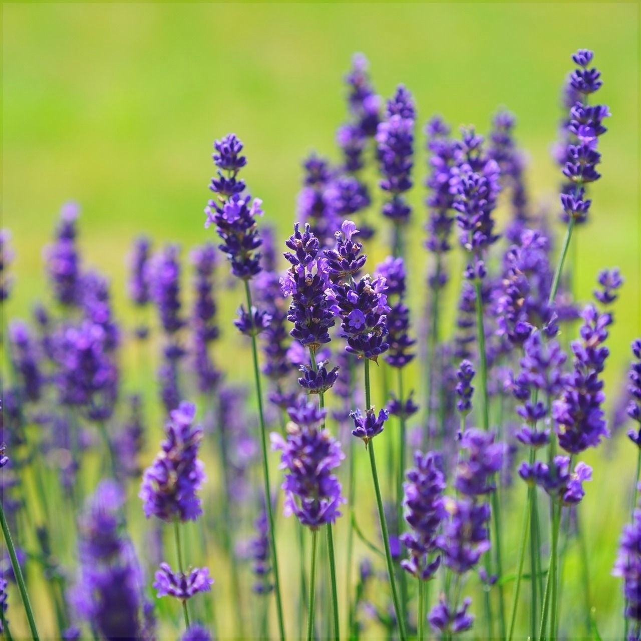 Lavanda Mov