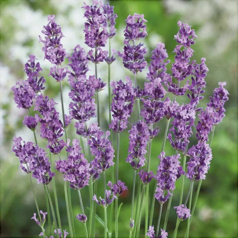 Lavanda Mov