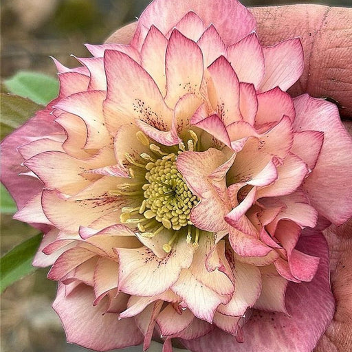 Helleborus ''Lavander Blush'' la ghiveci