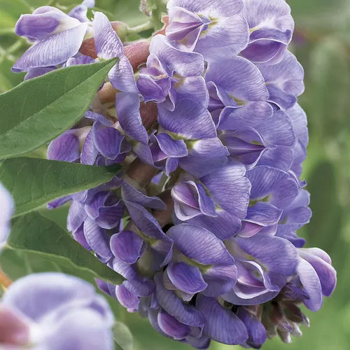 Glicina Wisteria ''Lavender Falls''80-100 cm
