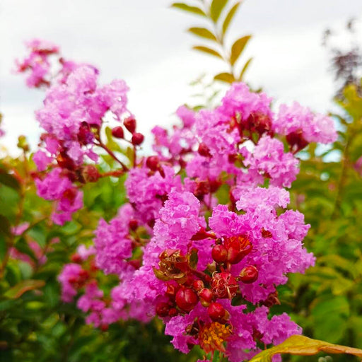 Liliacul Indian Roz