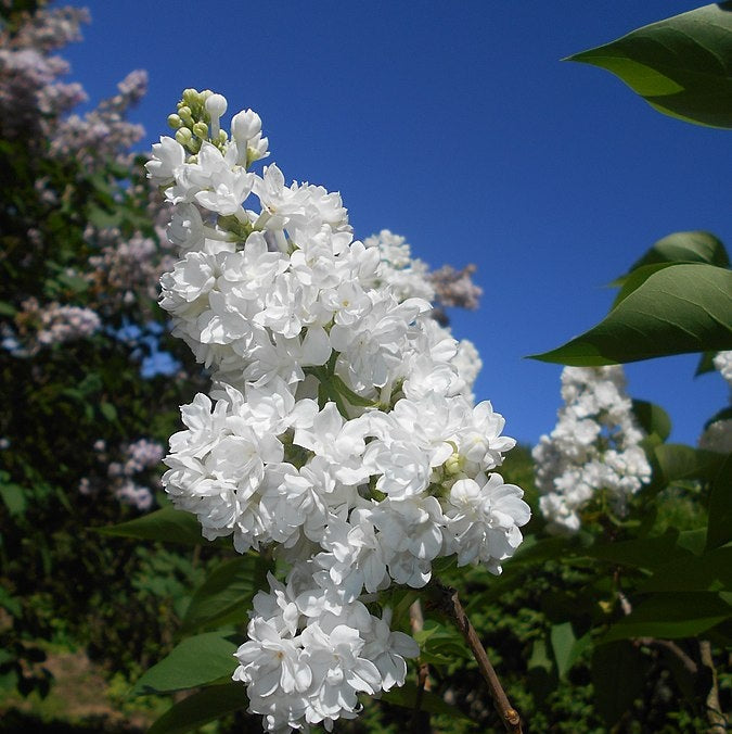 Liliac Syringa Vulgaris Alb, 1 Bucata, la Ghiveci
