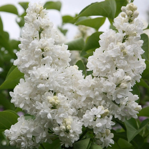 Liliac Syringa Vulgaris Alb, 1 Bucata, la Ghiveci