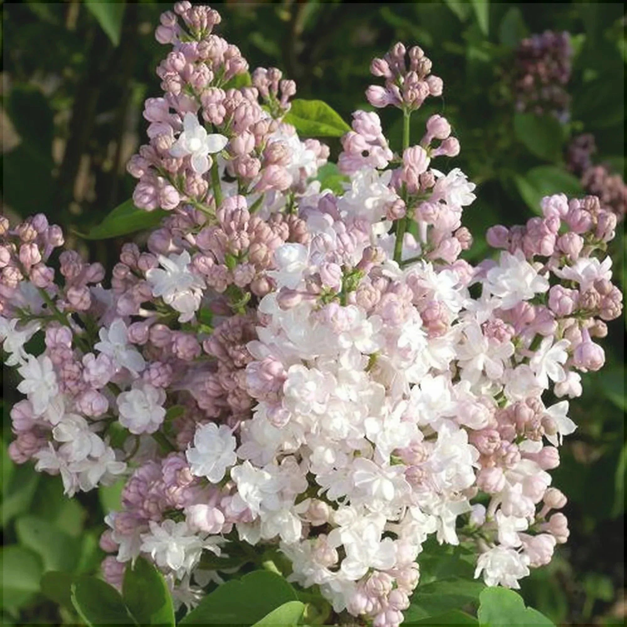 Liliac Syringa Vulgaris Alb-Roz, 1 Bucata , la Ghiveci
