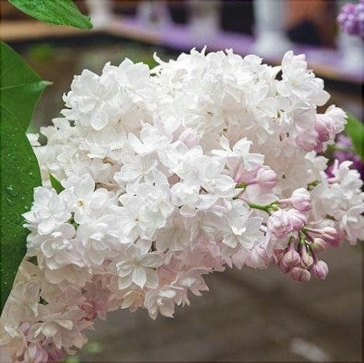 Liliac Syringa Vulgaris Alb-Roz, 1 Bucata , la Ghiveci