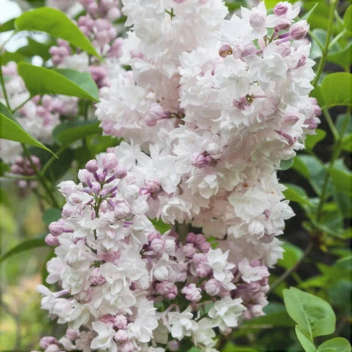 Liliac Syringa Vulgaris Alb-Roz, 1 Bucata , la Ghiveci