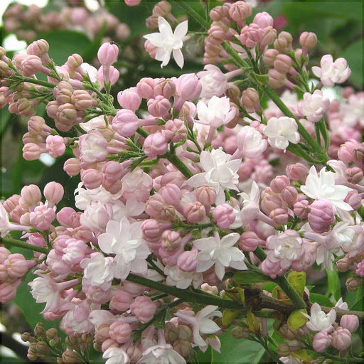Liliac Syringa Vulgaris "Beauty of Moscow"  la Ghiveci 1 Bucata