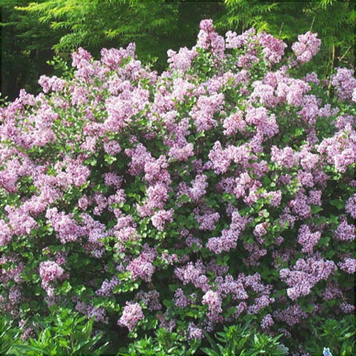 Liliac Syringa Vulgaris "Dwarf Korean" , la Ghiveci 1 Bucata