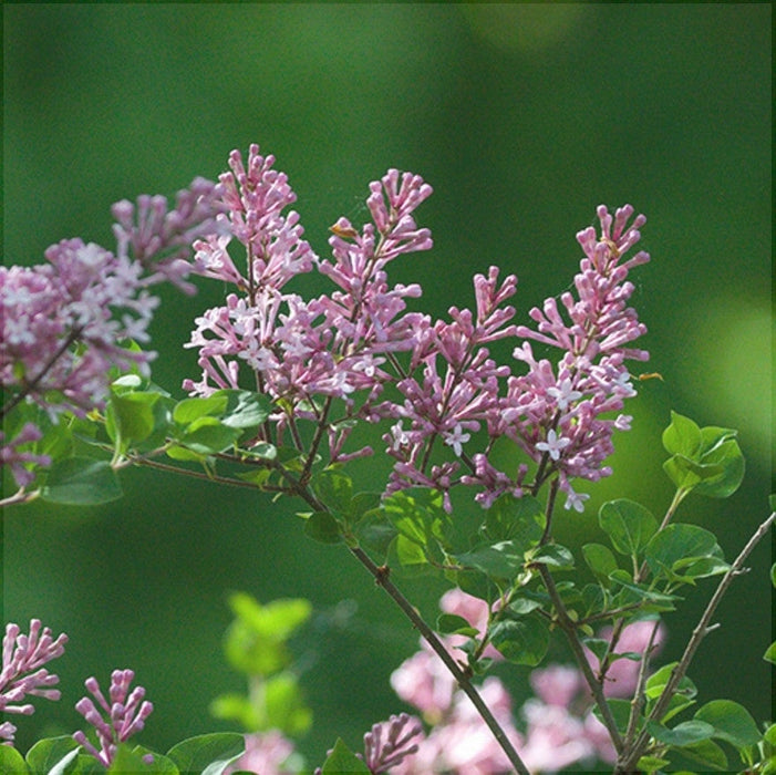 Liliac Syringa Vulgaris "Dwarf Korean" , la Ghiveci 1 Bucata