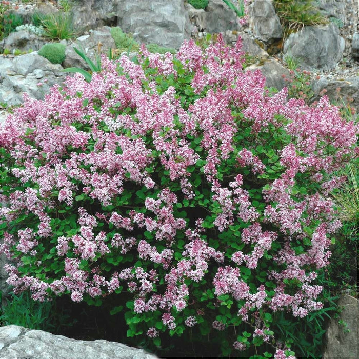 Liliac Syringa Vulgaris "Dwarf Korean" , la Ghiveci 1 Bucata