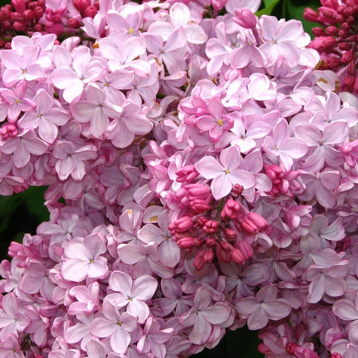 Liliac Syringa Vulgaris "Esther Staley",la Ghiveci 1 Bucata