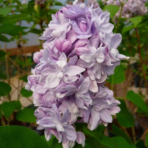 Liliac Syringa Vulgaris "Katherine Havemeyer", la Ghiveci  1 Bucata