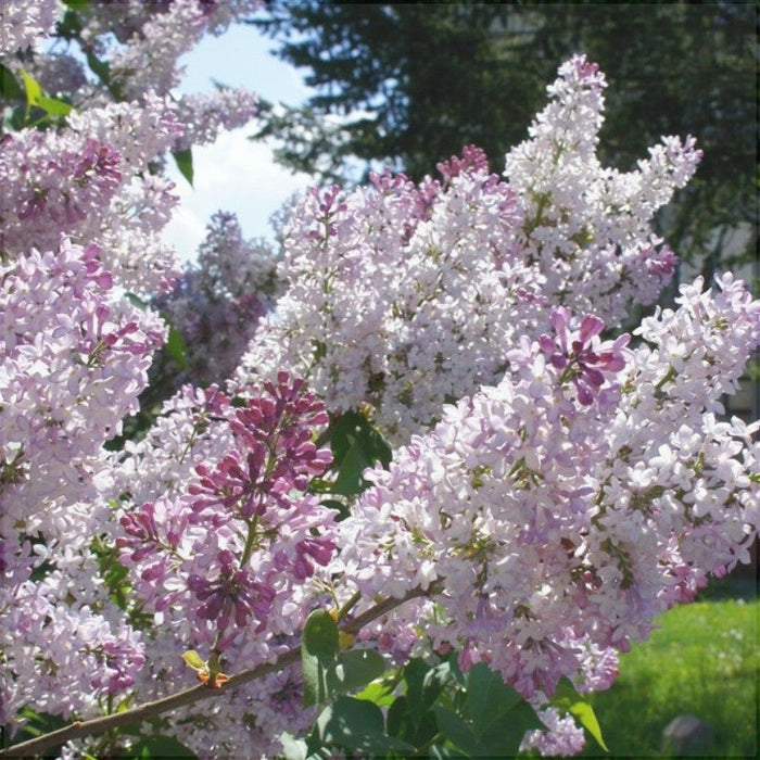 Liliac Syringa Vulgaris "Krasavica",  la Ghiveci 1 Bucata
