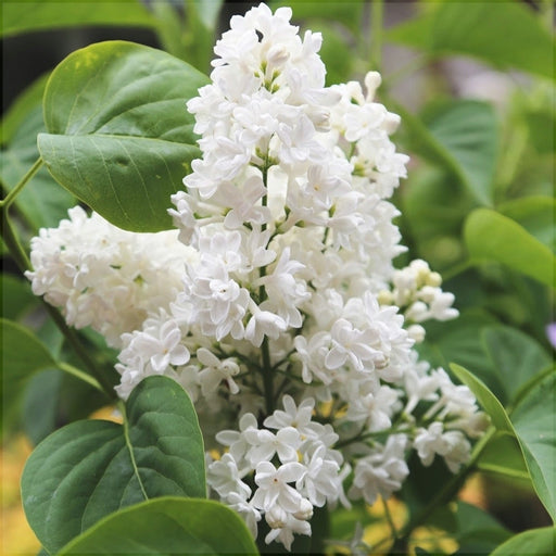Liliac Syringa Vulgaris "Madame Lemoine", la Ghiveci  1 Bucata