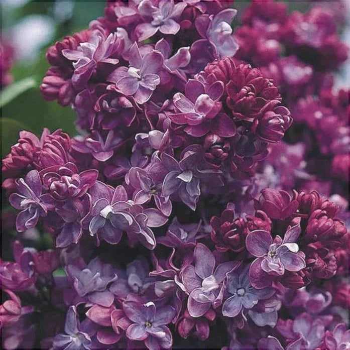 Liliac Syringa Vulgaris "Paul Thirion", la Ghiveci 1 Bucata