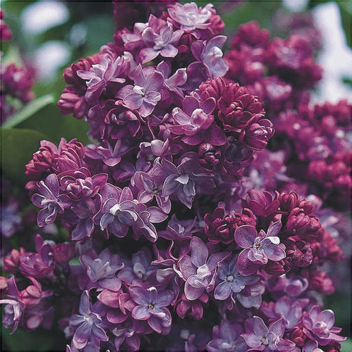 Liliac Syringa Vulgaris "Paul Thirion", la Ghiveci 1 Bucata