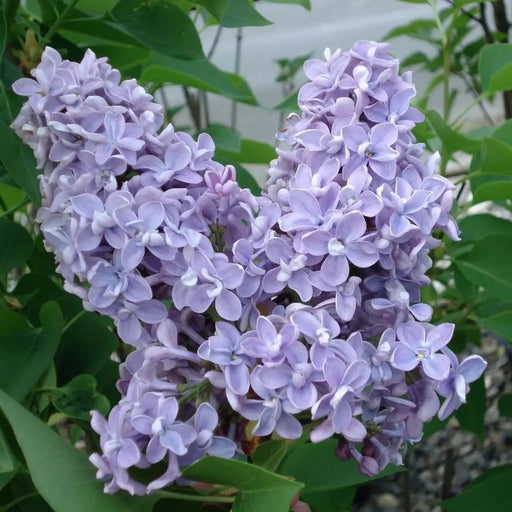 Liliac Syringa Vulgaris "President Grevy", la Ghiveci  1 Bucata
