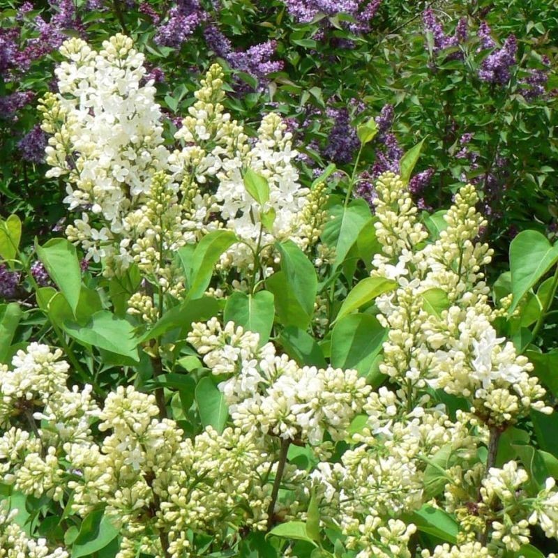 Куст сирени обыкновенной Primrose с белыми цветами на фоне зелёных листьев