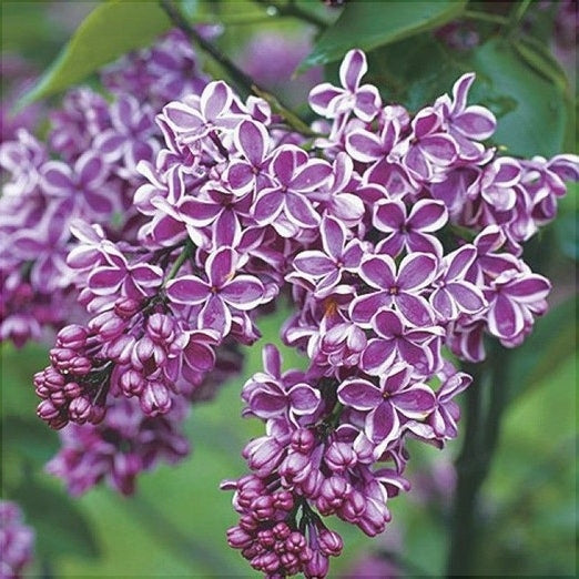 Liliac Syringa Vulgaris Roz Cu Alb Dublu, 1 Bucata