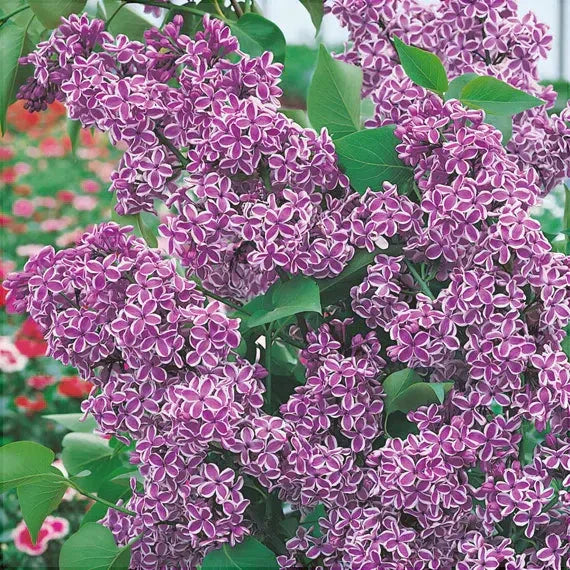 Liliac Syringa Vulgaris Roz Cu Alb Dublu, 1 Bucata